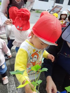 芋の苗植えをしたよ！（たいようぐみ )